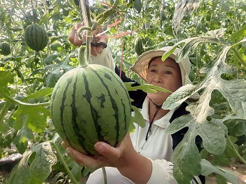 小吊瓜今日报价价格查询,市场行情一览”