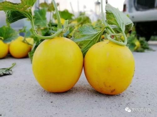 今日瓜价哈密瓜,今日哈密瓜价格行情一览