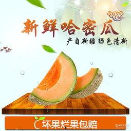 今日新疆哈密瓜行情如何,甜蜜丰收季来袭