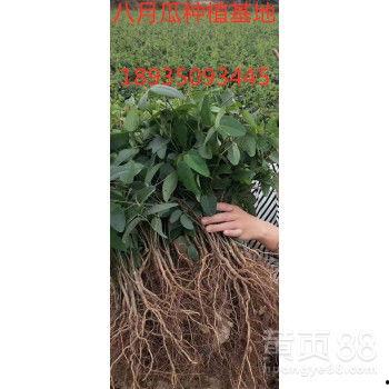 八月瓜价格今日行情,今日价格波动解析”