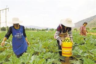 曲靖今日小瓜价格,市民购买更实惠