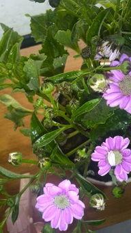 今日黑龙江瓜叶菊价格,今日行情一览”