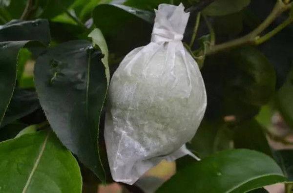 套袋水瓜今日价,市场行情一览无余”