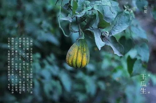 蒙阳石缝瓜今日行情,今日价格走势解析