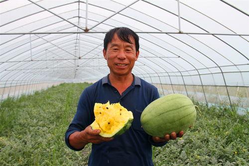 太谷瓜乡今日新闻,丰收盛景映照乡村振兴新篇章