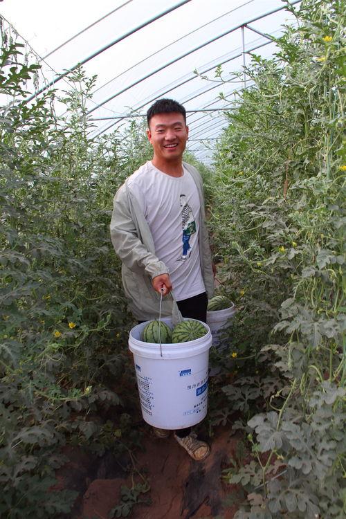 太谷瓜乡今日新闻,丰收盛景映照乡村振兴新篇章