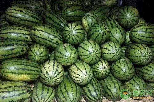 美都瓜今日批发价格,新鲜美味，价格实惠，抢购从速！”