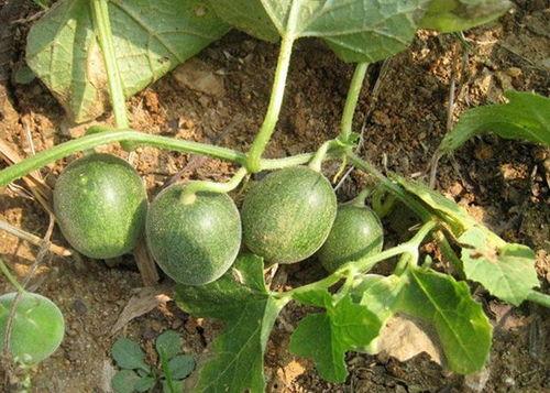 昆明小瓜最新今日行情,价格波动，市场动态一览