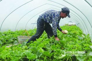 白瓜行情今日价格,价格波动解析