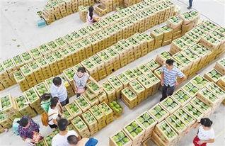 双福水果批发市场爆炸瓜今日价格,价格行情一览