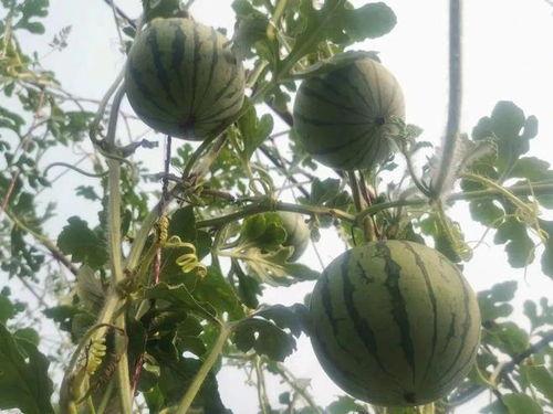 糖丸瓜今日价格,价格行情一览