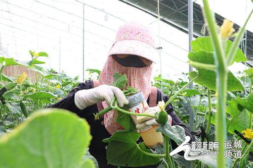 小乳瓜今日价格行情,今日行情一览”