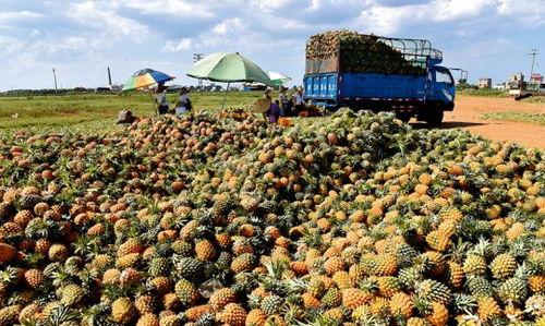 徐闻县今日瓜菜批发价格,新鲜直供，行情速递