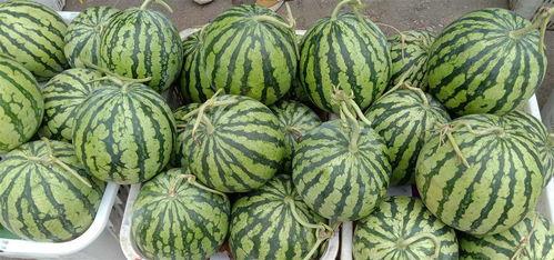 汉瓜今日价格,市场行情一览