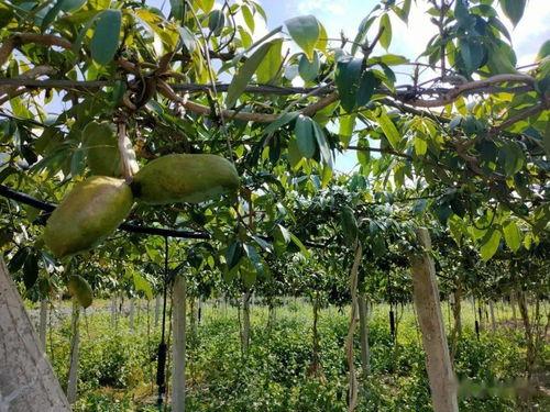 今日头条八月瓜,揭秘今日头条热门话题背后的故事