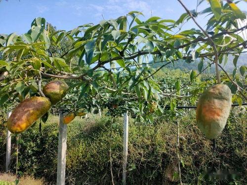 今日头条八月瓜,揭秘今日头条热门话题背后的故事