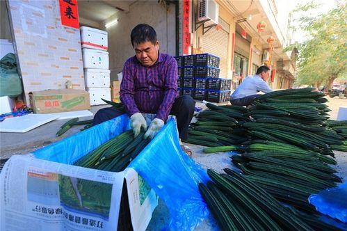 今日瓜菜价格最新行情,新鲜行情一览