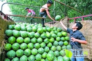 中牟吊瓜菜价价格今日行情,波动分析及市场动态