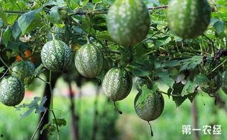 田口精美小吊瓜今日价格,价格行情一览