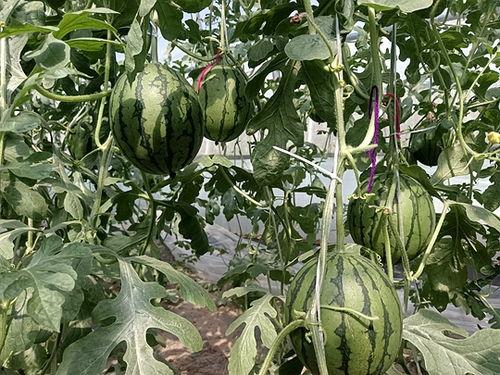 田口精美小吊瓜今日价格,价格行情一览