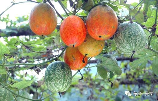蒲城吊瓜今日价格2024年,市场行情一览”
