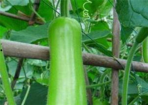 瓠瓜价格今日行情,今日行情一览”