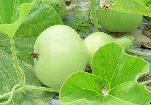 瓠瓜价格今日行情,今日行情一览”