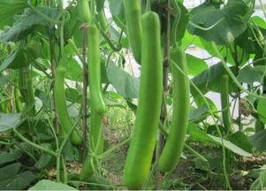 瓠瓜价格今日行情,今日行情一览”