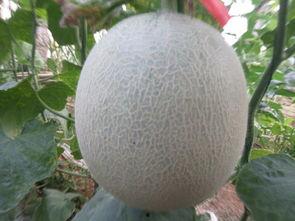 今日网纹瓜价,市场行情一览