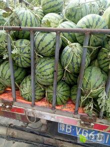 今日美都瓜批发价,新鲜瓜果价格波动解析”