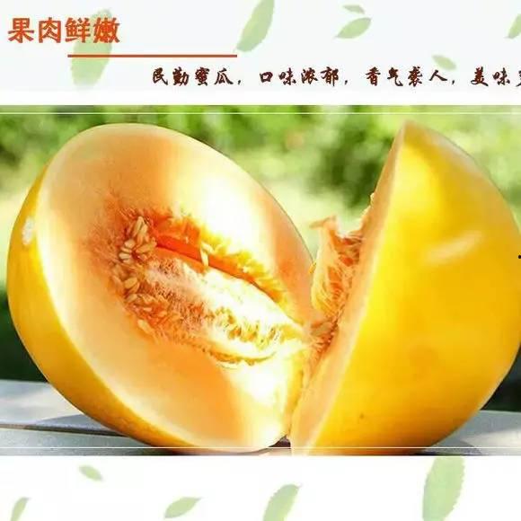 今日蜜瓜报价最新,新鲜蜜瓜报价一览