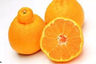 今日海南角瓜价格最新行情,今日市场动态一览