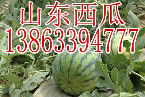 瓜价格今日行情,今日行情一览，揭秘市场动态”