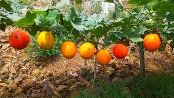 陵水今日吊瓜收购价格是多少,行情动态一览