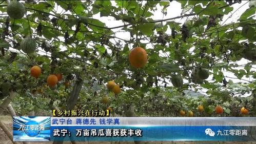 陵水今日吊瓜收购价格是多少,行情动态一览