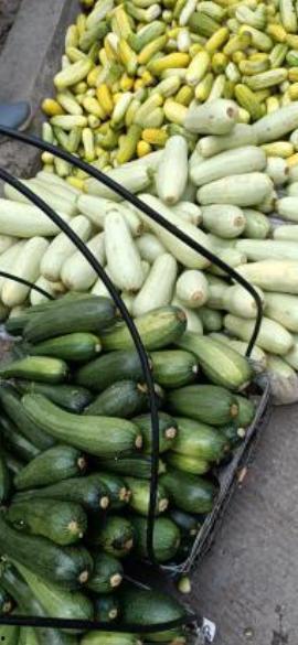 今日白枭瓜,揭秘神秘瓜果背后的传奇故事