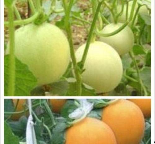 山东黄皮瓜价格今日,市场供需两旺