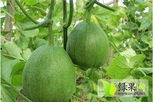 山东黄皮瓜价格今日,市场供需两旺