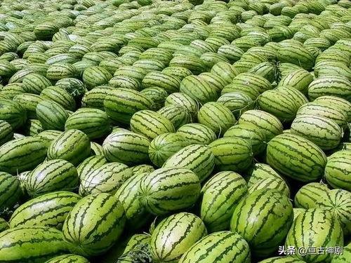 山与味今日吃瓜,揭秘美食背后的趣味故事