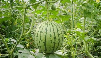 昆明小圆瓜今日价格行情,涨跌互现，市场动态解析