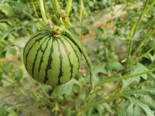 乌兰察布今日红瓜价