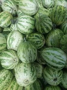 今日水果吊瓜价格,实惠与品质并存