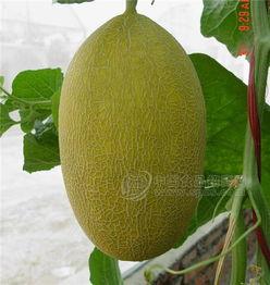 绵阳哈密瓜今日价格行情最新,价格行情一览无余