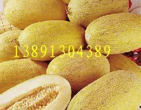 绵阳哈密瓜今日价格行情最新,价格行情一览无余