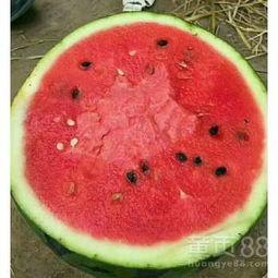 今日蒲城瓜产地地址,探寻今日瓜产地魅力之旅