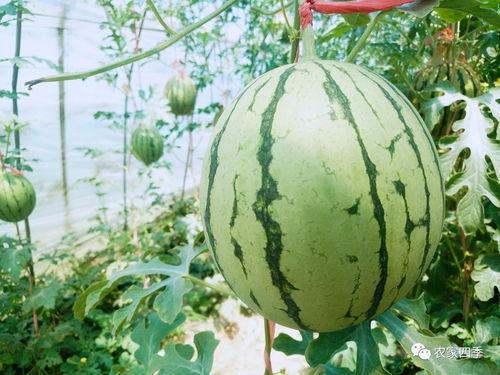 今日蒲城瓜产地地址,探寻今日瓜产地魅力之旅