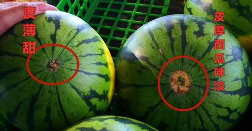 小圆瓜今日价格表,市场行情一览