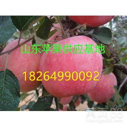 今日莱芜553地瓜产地,传承农耕文化的绿色瑰宝”