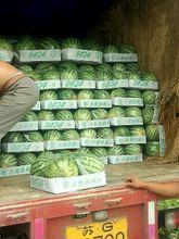 浦瓜今日价格,市场波动下的最新行情解析