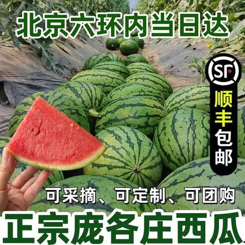 今日云南麒麟瓜,夏日里的甜蜜绿洲